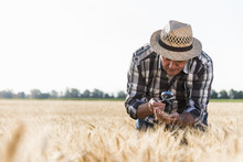 Senior Farmer In A Field Examining Ears With Magnifier