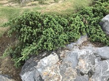 Juniperus Horizontalis Or Creeping Juniper Or Creeping Cedar.