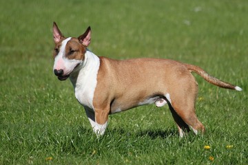 Naklejka na meble Miniatur Bull terrier Portrait auf einer wiese