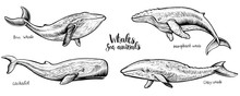 Vintage Whale Illustration Free Stock Photo - Public Domain Pictures