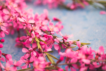 Wall Mural - Spring flowering branches, pink flowers on a blue background