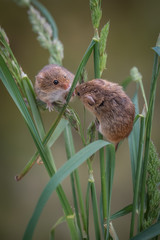Poster - two harvest mice climbing and playing up strands of grass and looking at each other in upright vertical format