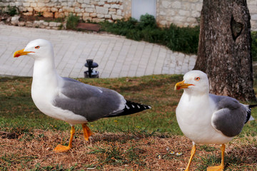 Couple of seagulls. White birds seagulls standing on the grass and rest with a beautiful natural environment in the background. Seagulls close shot and posing of the camera.