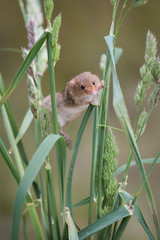 Poster - A single solitary harvest mouse climbing up strands of grass and stretching between them upright vertical format