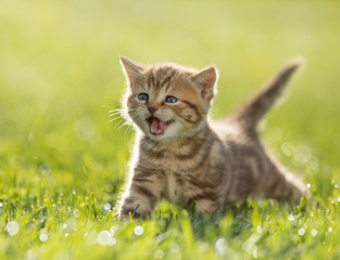 Young kitten cat meowing in the green grass