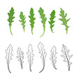 Set of arugula (rucola, rocket salad) fresh green leaves and outlines isolated over white background. Vector hand drawn illustration.