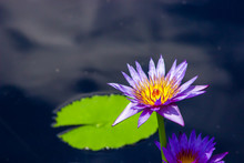 Purple Water Lilly