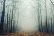 Mysterious Foggy Forest With Bare Trees