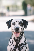 Portrait Of A Beautiful Dalmatian Dog Looking At Camera