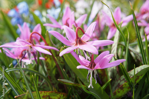 Plakat Erythronium sibiricum lub syberyjska lilia płocha lub pstrąg syberyjski