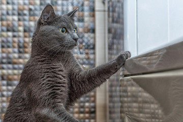 Wall Mural - Russian blue cat stands to the bathroom