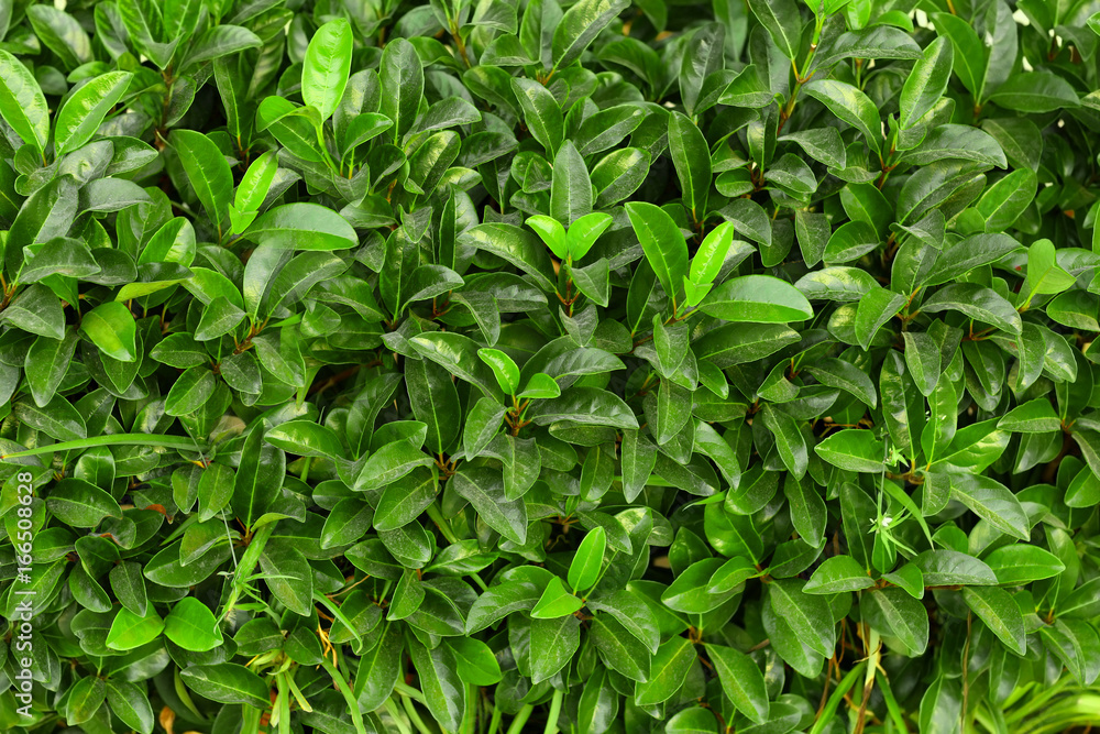 Tropical bush with green leaves as background