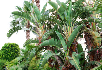 Poster - Tropical plants with green leaves in garden