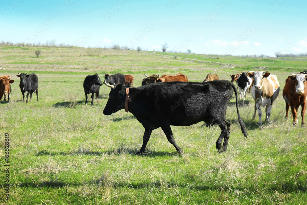 Herd of cows grazing on green field