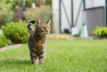 Healthy Mature Outdoor Cat Patrolling Yard