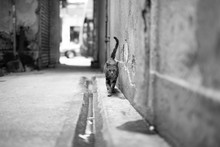 Monochrome: Cat Portrait View At Eye Level