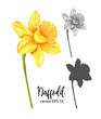 vector realistic daffodil narcissus set isolated