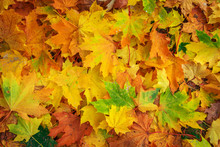 Colorful And Bright Background Made Of Fallen Autumn Leaves