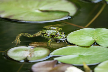 Wall Mural - European green frog floating in the water between water lily leaves seen obliquely from above