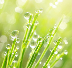 Wall Mural - Fresh morning dew on spring grass, natural background - close-up with a soft focus and a beautiful round bokeh. Morning dew glistens in the sun macro.