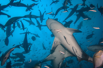 Wall Mural - Diving with sharks