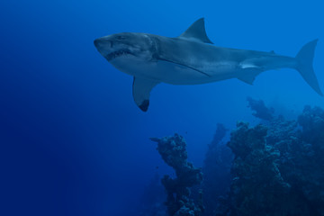 Wall Mural - Shark in deep water