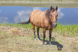 Fototapeta Konie - domestic horse on the river shore