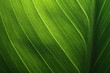 © Warayut - Green leaf texture revealed by light behind
