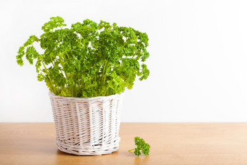 Wall Mural - fresh parsley herb in white pot