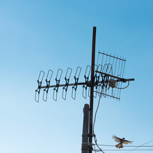 TV Antenna And Bird