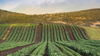 One of the vegetable farms beside Grasstree Hill Rd (C324), the road is connected between B32 and Richmond Rd in Tasmania 