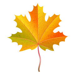 Realistic orange maple leaf with water drops. Autumn vector illustration.