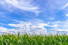 Corn Field Against Slightly Cloudy Blue Sky