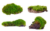 Fototapeta  - Green moss set isolated on white bakground