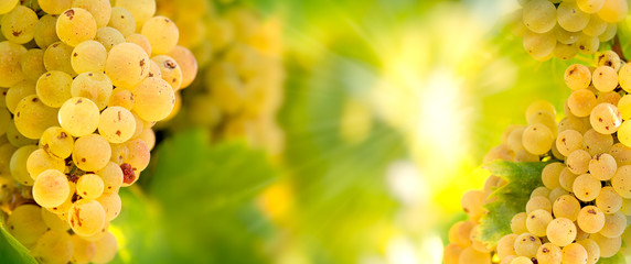 Grape Riesling (wine grape) on grapevine in vineyard - on grapevine