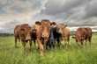 Limousin Bullocks in a Field