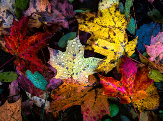 Obraz na płótnie jesień roślina drzewa las