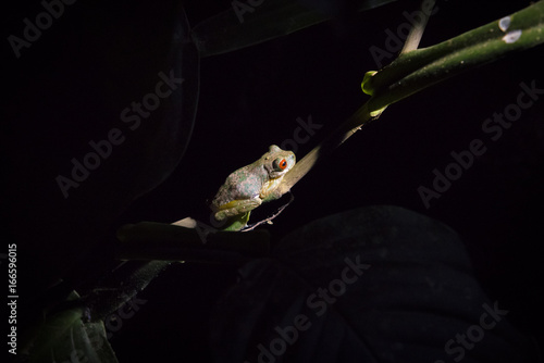 Fotografía Red eyed frog in a branch at night in the Monteverde Cloud Forest in Costa Rica