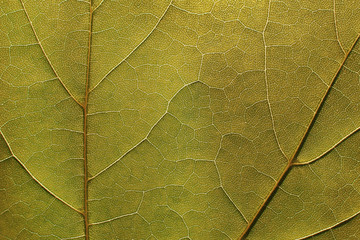 Sticker - Texture of a green leaf as background