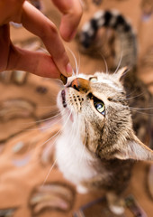 The cat eats the feed from his hand