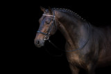 Bay horse in bridle portrait on black background