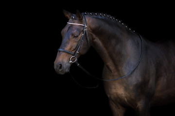 Wall Mural - Bay horse in bridle portrait on black background