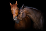 Fototapeta Konie - Two horse portrait on black background. Horses in love