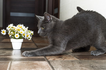 Wall Mural - Russian blue cat and beautiful white flowers daisies