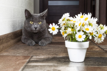 Wall Mural - Russian blue cat and beautiful white flowers daisies