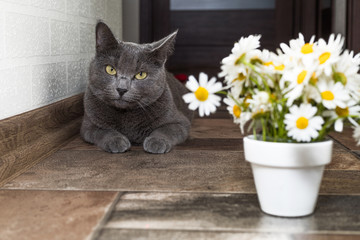 Wall Mural - Russian blue cat and beautiful white flowers daisies