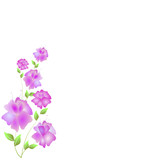Fototapeta Storczyk - beautiful flowers
