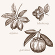 Medical herbs. Arjuna, blueberry, garcinia.