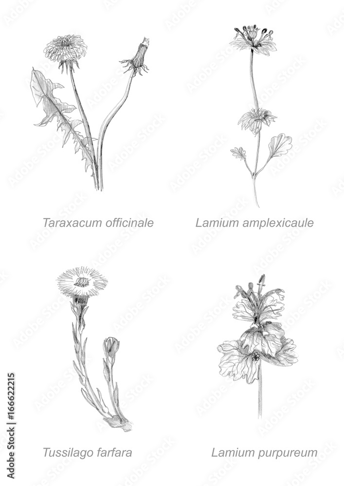 botanical set of flowers drawing - obrazy, fototapety, plakaty 