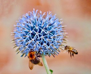 Wall Mural - Thistle and Bees